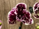 EXTREMELY RARE Double Spikes Phalaenopsis NOID Each Spike Bloom Completely Different (4.5" pot) - Image 5