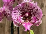 EXTREMELY RARE Double Spikes Phalaenopsis NOID Each Spike Bloom Completely Different (4.5" pot) - Image 2