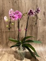 EXTREMELY RARE Double Spikes Phalaenopsis NOID Each Spike Bloom Completely Different (4.5" pot) - Image 14