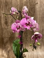 EXTREMELY RARE Double Spikes Phalaenopsis NOID Each Spike Bloom Completely Different (4.5" pot) - Image 9
