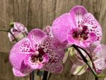 EXTREMELY RARE Double Spikes Phalaenopsis NOID Each Spike Bloom Completely Different (4.5" pot) - Image 7