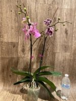 EXTREMELY RARE Double Spikes Phalaenopsis NOID Each Spike Bloom Completely Different (4.5" pot) - Image 15