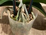 EXTREMELY RARE Double Spikes Phalaenopsis NOID Each Spike Bloom Completely Different (4.5" pot) - Image 17