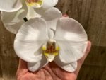 In Spikes Phalaenopsis Sogo Yukidian "V3" Large Flower (4.5" pot) - Image 5