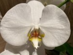 In Spikes Phalaenopsis Sogo Yukidian "V3" Large Flower (4.5" pot) - Image 6