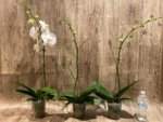 In Spikes Phalaenopsis Sogo Yukidian "V3" Large Flower (4.5" pot) - Image 8