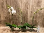 In Spikes Phalaenopsis Sogo Yukidian "V3" Large Flower (4.5" pot) - Image 9
