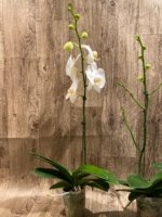 In Spikes Phalaenopsis Sogo Yukidian "V3" Large Flower (4.5" pot) - Image 10