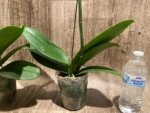 In Spikes Phalaenopsis Sogo Yukidian "V3" Large Flower (4.5" pot) - Image 13