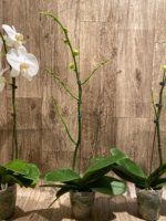 In Spikes Phalaenopsis Sogo Yukidian "V3" Large Flower (4.5" pot) - Image 11