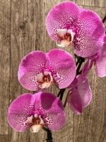 In Spikes Phalaenopsis Jillion (4.5” Pot) - Image 5