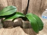 In Spikes Phalaenopsis Jillion (4.5” Pot) - Image 19