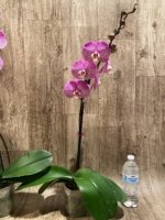 In Spikes Phalaenopsis Jillion (4.5” Pot) - Image 10