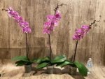 In Spikes Phalaenopsis Jillion (4.5” Pot) - Image 7