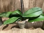 In Spikes Phalaenopsis Jillion (4.5” Pot) - Image 17