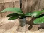 In Spikes Phalaenopsis Jillion (4.5” Pot) - Image 18