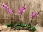 In Spikes Phalaenopsis Jillion (4.5” Pot) - Image 14