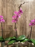 In Spikes Phalaenopsis Jillion (4.5” Pot) - Image 9