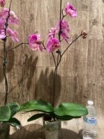 In Spikes Phalaenopsis Jillion (4.5” Pot) - Image 11