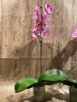 In Spikes Phalaenopsis Jillion (4.5” Pot) - Image 15