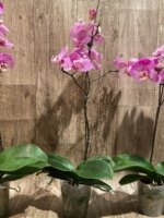In Spikes Phalaenopsis Jillion (4.5” Pot) - Image 13