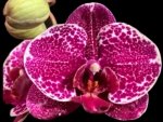 In Spikes Phalaenopsis Dtps. Leopard King (4.5" pot)