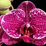 In Spikes Phalaenopsis Dtps. Leopard King (4.5" pot)