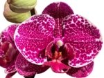 In Spikes Phalaenopsis Dtps. Leopard King (4.5" pot) - Image 2