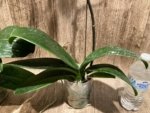 In Spikes Phalaenopsis Dtps. Leopard King (4.5" pot) - Image 13
