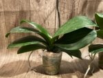 In Spikes Phalaenopsis Dtps. Leopard King (4.5" pot) - Image 12