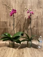 In Spikes Phalaenopsis Dtps. Leopard King (4.5" pot) - Image 6