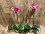 In Spikes Phalaenopsis Dtps. Leopard King (4.5" pot) - Image 8