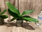 In Spikes Phalaenopsis I-Hsin Picachu (4.5" pot) - Image 10