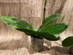 In Spikes Phalaenopsis I-Hsin Picachu (4.5" pot) - Image 9