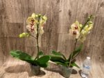 In Spikes Phalaenopsis I-Hsin Picachu (4.5" pot) - Image 5