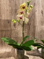 In Spikes Phalaenopsis I-Hsin Picachu (4.5" pot) - Image 7