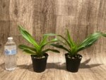 Phragmipedium Quintal's Twilight (QF Quintal Bang × twilight) (4" pot) - Image 2