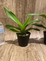 Phragmipedium Quintal's Twilight (QF Quintal Bang × twilight) (4" pot) - Image 4