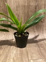 Phragmipedium Quintal's Twilight (QF Quintal Bang × twilight) (4" pot) - Image 5