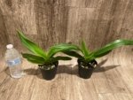 Phragmipedium Quintal's Twilight (QF Quintal Bang × twilight) (4" pot) - Image 3