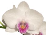 In Spike Phalaenopsis Younghome Ray (3" pot) - Image 2