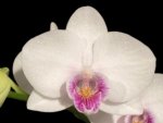 In Spike Phalaenopsis Younghome Ray (3" pot)