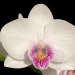 In Spike Phalaenopsis Younghome Ray (3" pot)