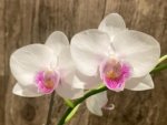 In Spike Phalaenopsis Younghome Ray (3" pot) - Image 4