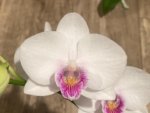 In Spike Phalaenopsis Younghome Ray (3" pot) - Image 3
