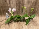 In Spike Phalaenopsis Younghome Ray (3" pot) - Image 6