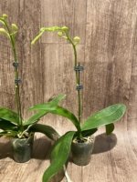 In Spike Phalaenopsis Younghome Ray (3" pot) - Image 9