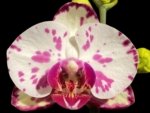 Double Spikes Phalaenopsis OX Little Prince (4.5" Pot)
