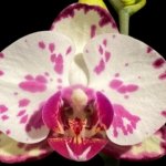 Double Spikes Phalaenopsis OX Little Prince (4.5" Pot)