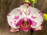 Double Spikes Phalaenopsis OX Little Prince (4.5" Pot) - Image 3